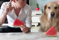 狗狗吃瓜表情视频下载免费,狗狗吃瓜表情视频萌动全网