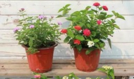 天涯最新爆料坠机视频网